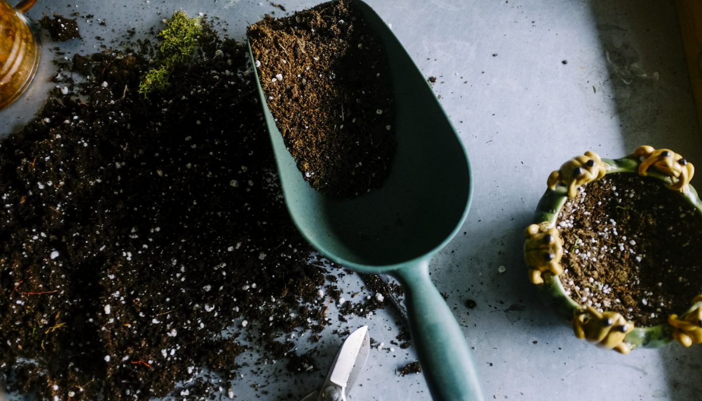 How to Start a Money-Saving Vegetable Garden on a Tight Budget