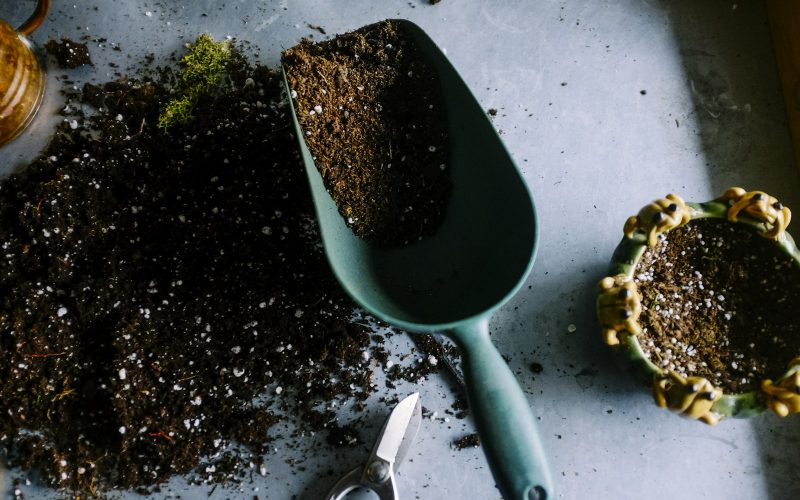 How to Start a Money-Saving Vegetable Garden on a Tight Budget